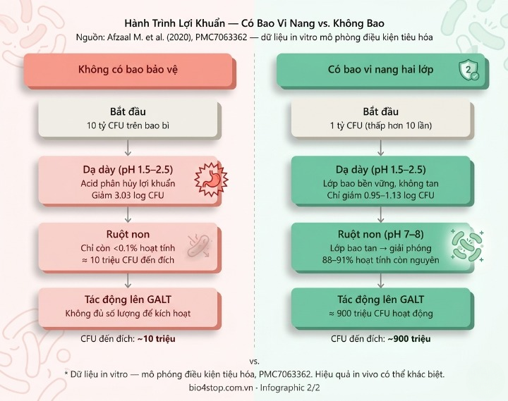 V. Bảng So Sánh: Men Vi Sinh Thông Thường vs. Có Bao Vi Nang