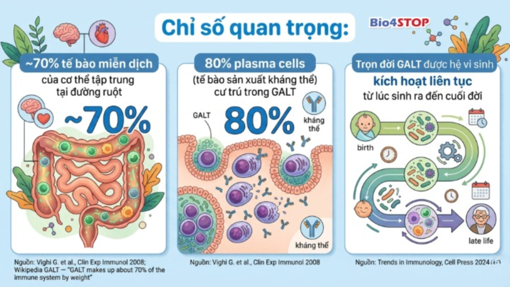 từ dữ liệu này, tạo ảnh minh họa với đầy đủ text dưới đây:

Chỉ số quan trọng:
~70% tế bào miễn dịch của cơ thể tập trung tại đường ruột
Nguồn: Vighi G. et al., Clin Exp Immunol 2008; Wikipedia GALT — "GALT makes up about 70% of the immune system by weight"
80% plasma cells (tế bào sản xuất kháng thể) cư trú trong GALT
Nguồn: Vighi G. et al., Clin Exp Immunol 2008
Trọn đời GALT được hệ vi sinh kích hoạt liên tục từ lúc sinh ra đến cuối đời
Nguồn: Trends in Immunology, Cell Press 2024